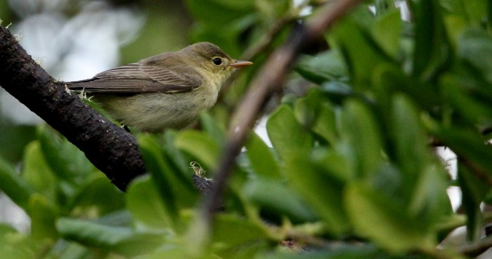 Icterine Warbler
