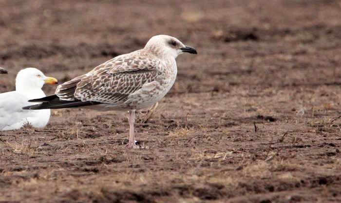Yellow-legged Gull