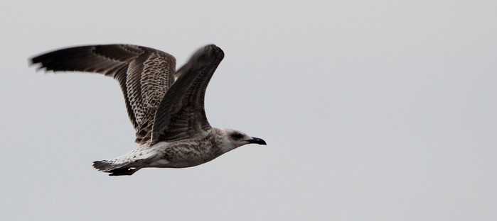 Yellow-legged Gull