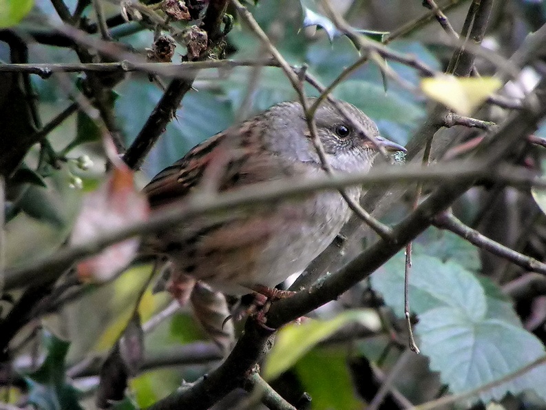 Dunnock