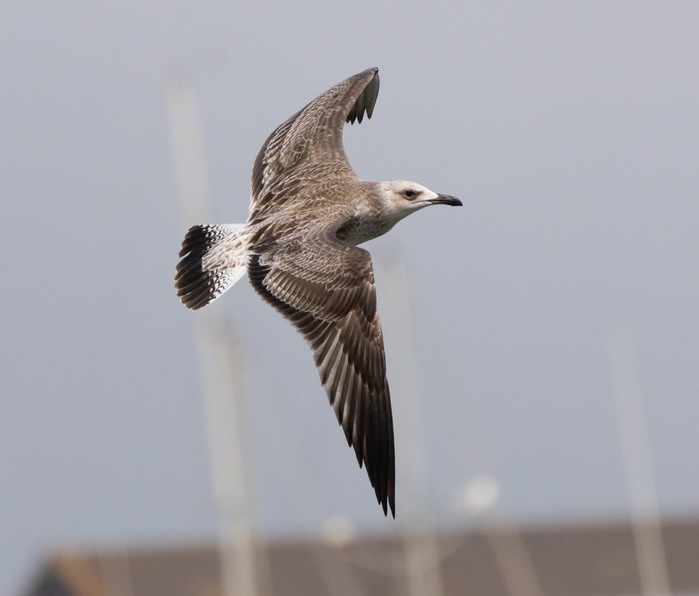 Caspian Gull
