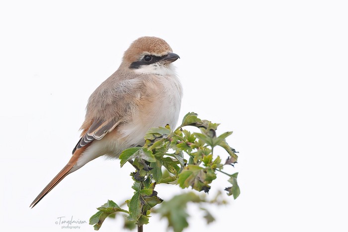 Turkestan Shrike