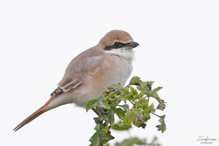 Turkestan Shrike
