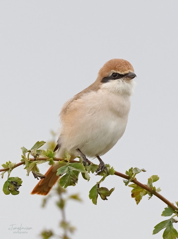 Turkestan Shrike