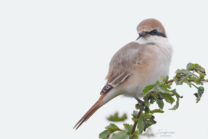 Turkestan Shrike