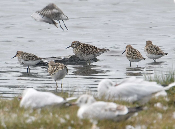 Sharp-tailed Sandpiper