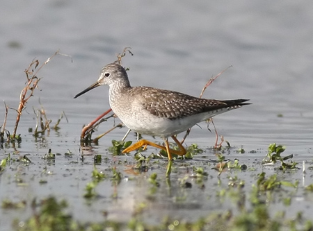 Lesser Yellowlegs