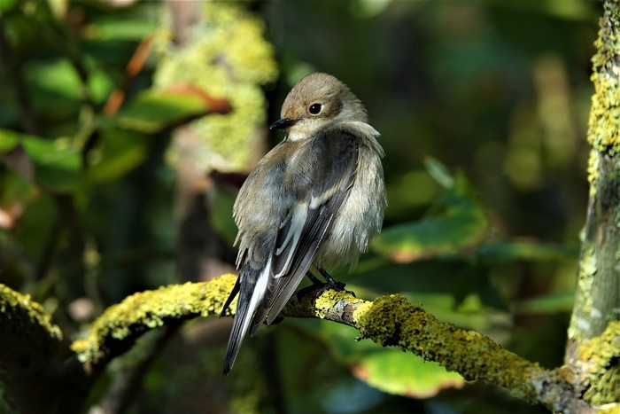 Pied Flycatcher