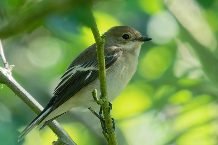 Pied Flycatcher