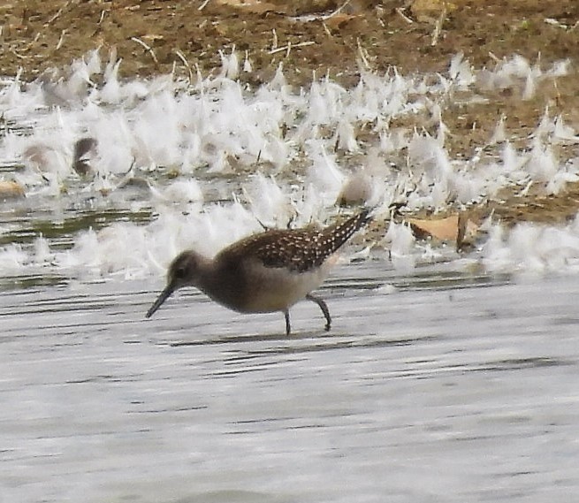 Wood Sandpiper