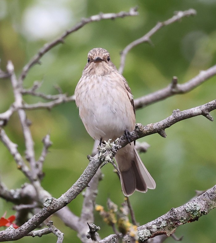 Spotted Flycatcher