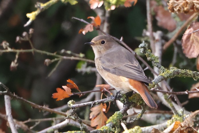 Redstart