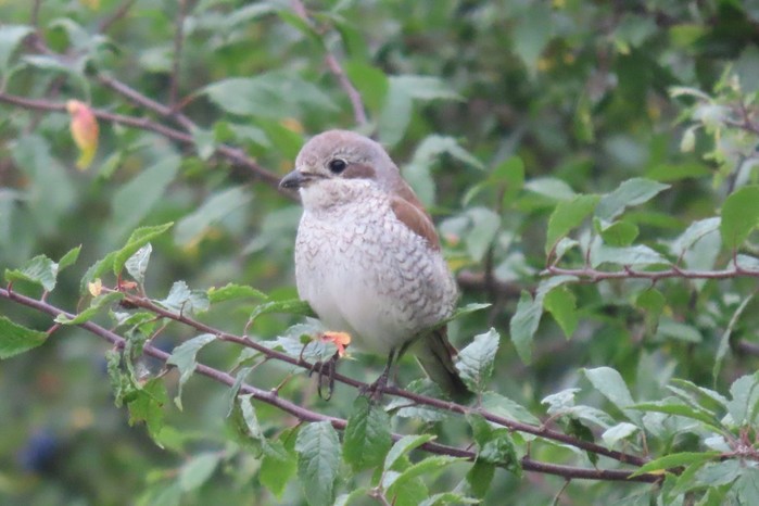 Red-backed Shrike