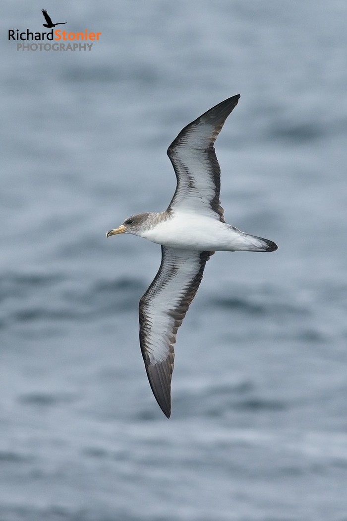 Cory's Shearwater
