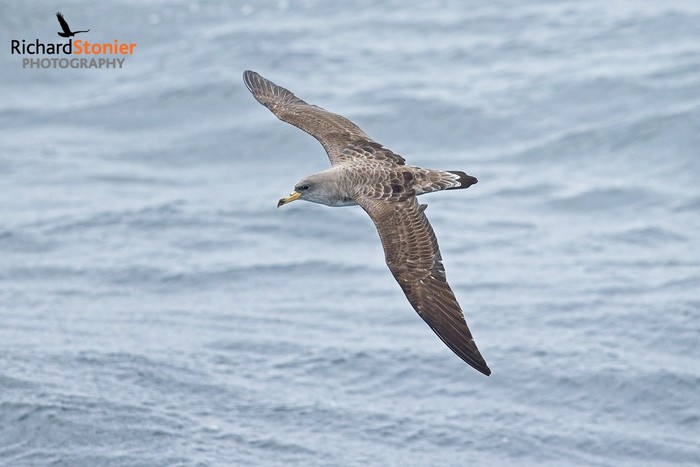 Cory's Shearwater