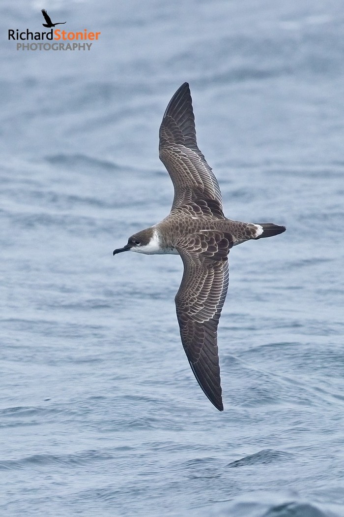 Great Shearwater