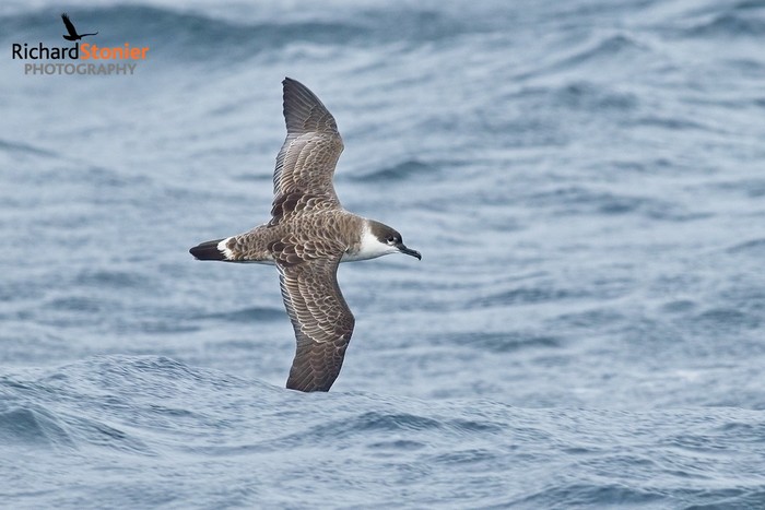 Great Shearwater