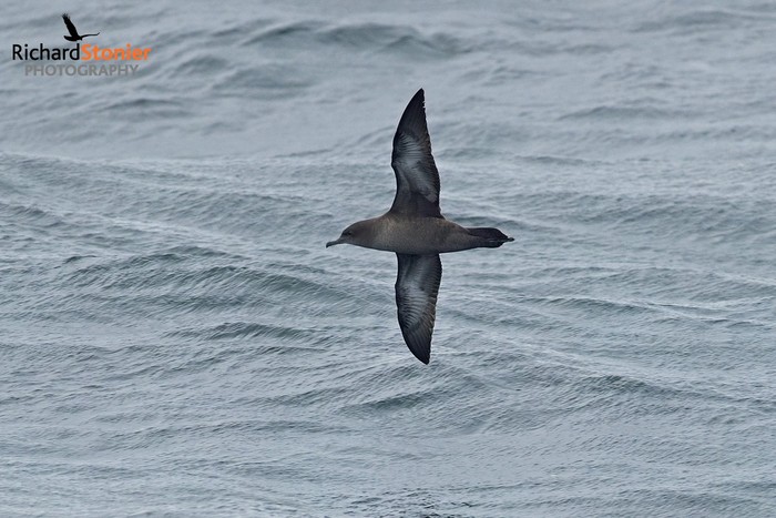 Sooty Shearwater