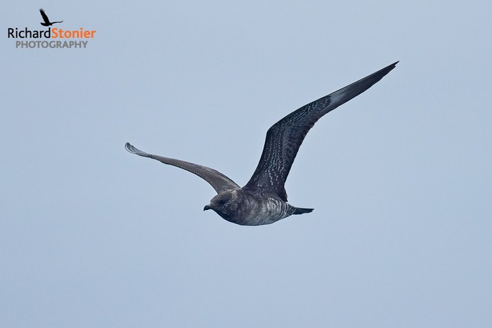 Long-tailed Skua
