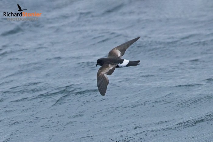 Wilson's Petrel