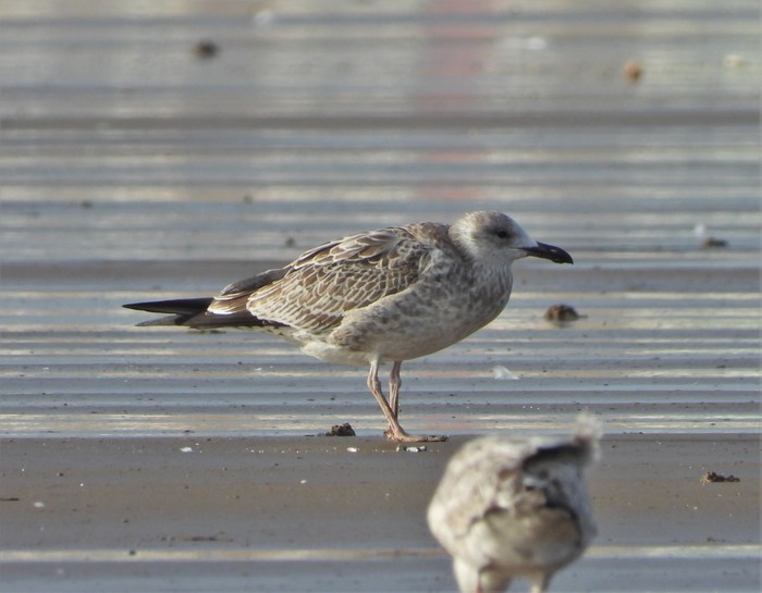 Caspian Gull