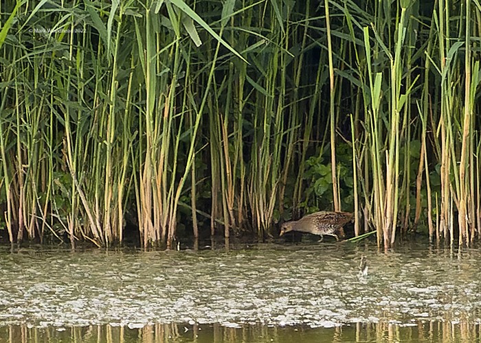 Spotted Crake