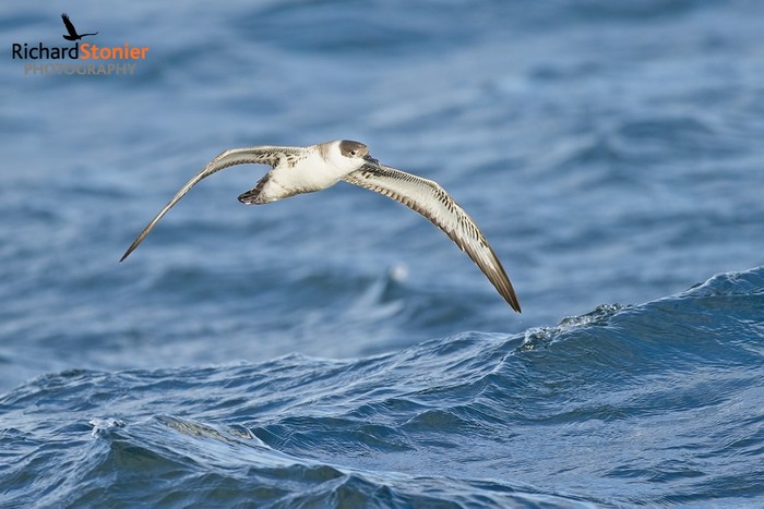 Great Shearwater