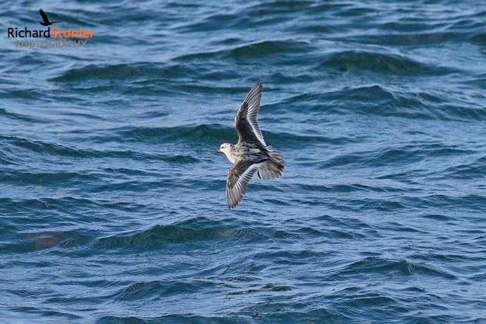 Grey Phalarope