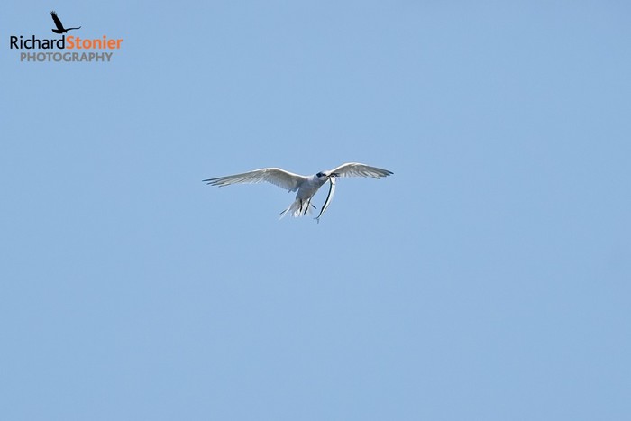Sandwich Tern