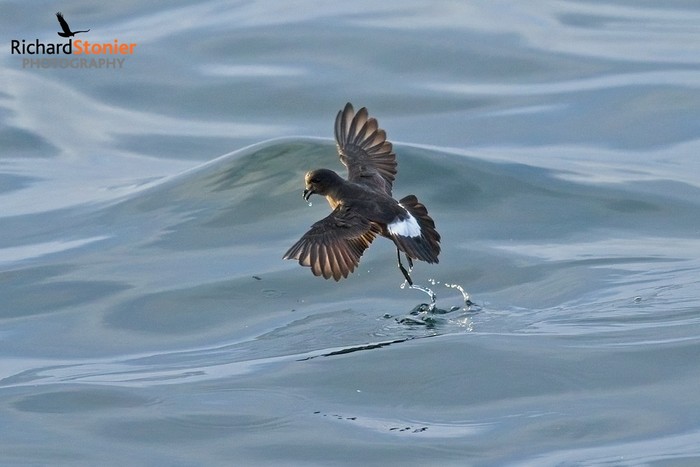 Storm Petrel