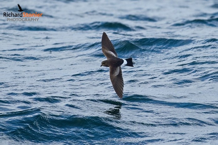 Wilson's Petrel