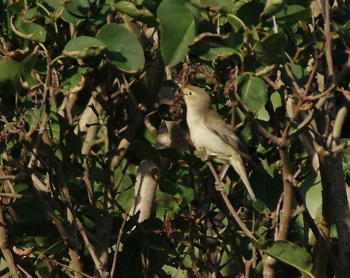 Icterine Warbler