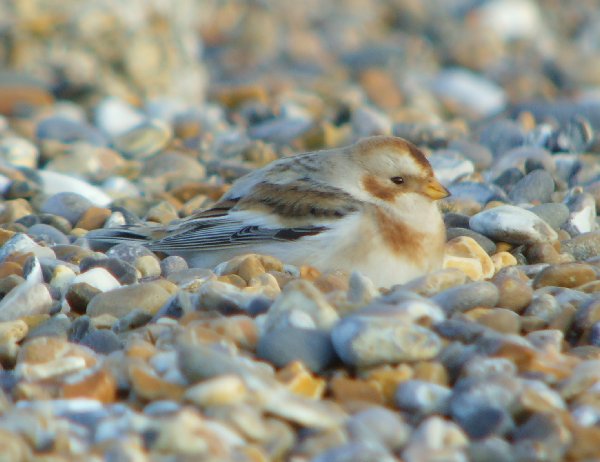 Snow Bunting