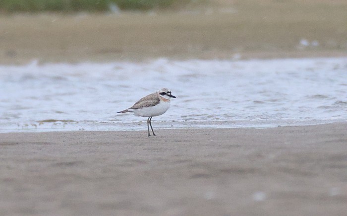 Greater Sand Plover