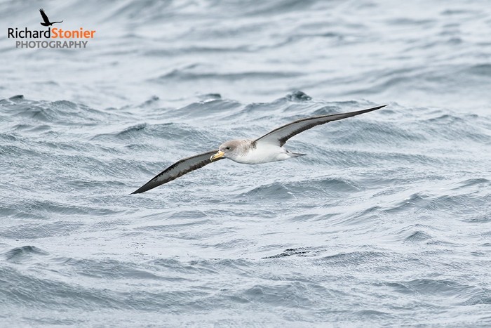Cory's Shearwater