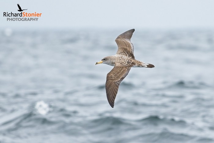 Cory's Shearwater