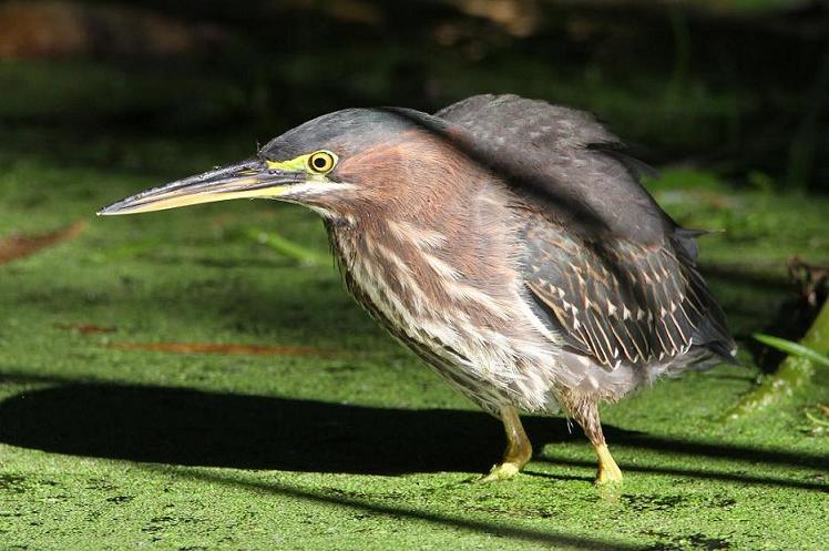 Green Heron