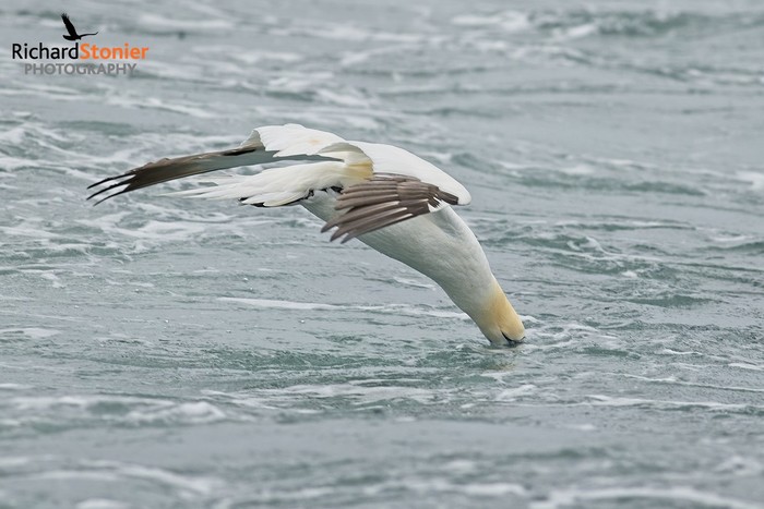 Gannet