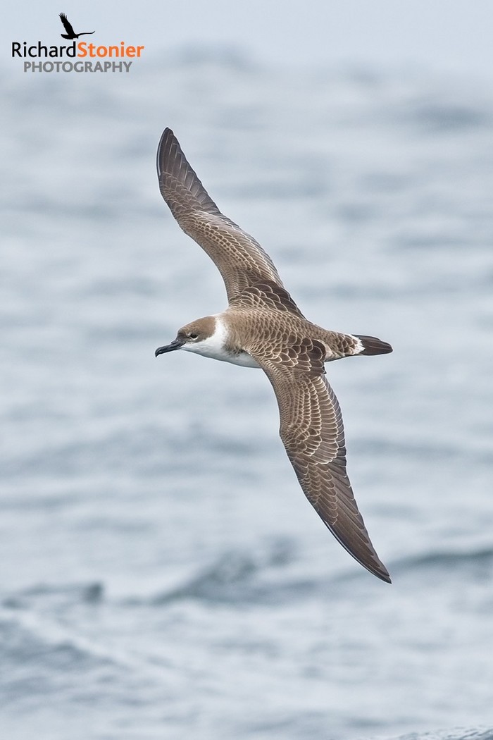 Great Shearwater