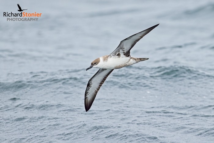 Great Shearwater
