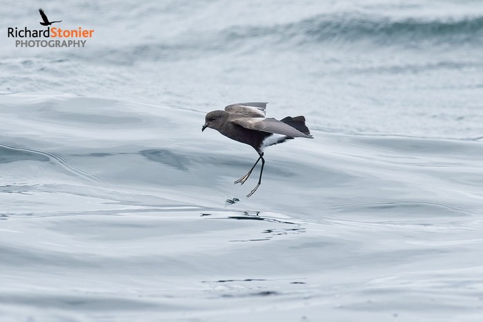 Wilson's Petrel