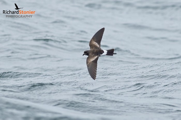 Wilson's Petrel