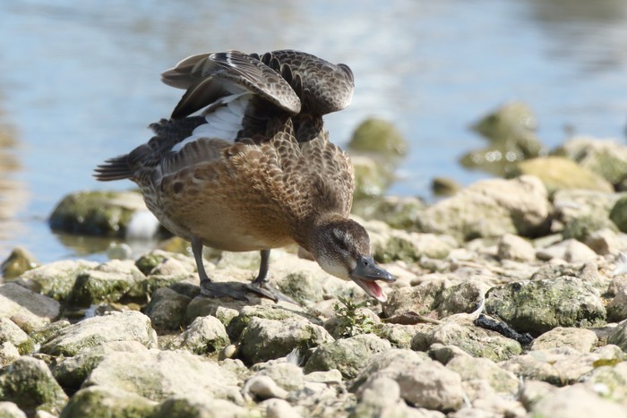 Garganey