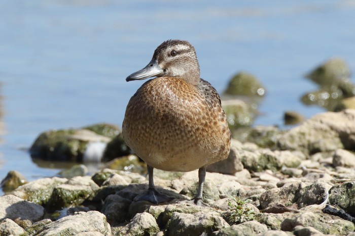 Garganey
