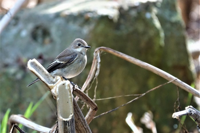 Pied Flycatcher