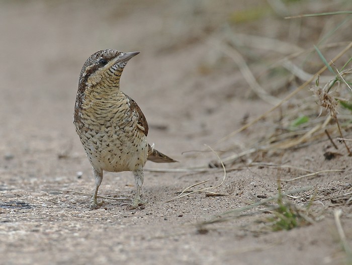 Wryneck