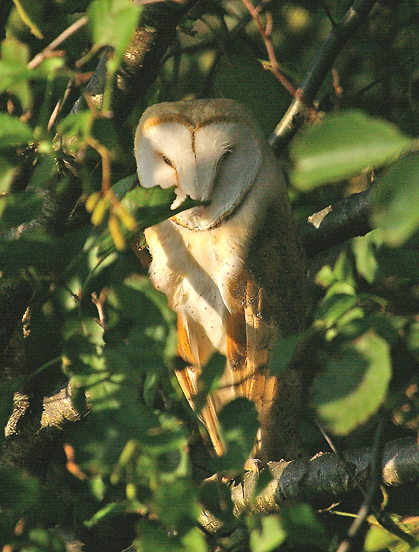 Barn Owl