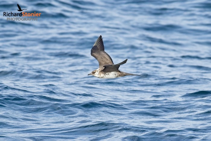 Arctic Skua