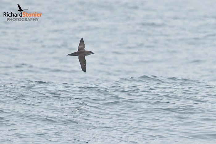 Balearic Shearwater