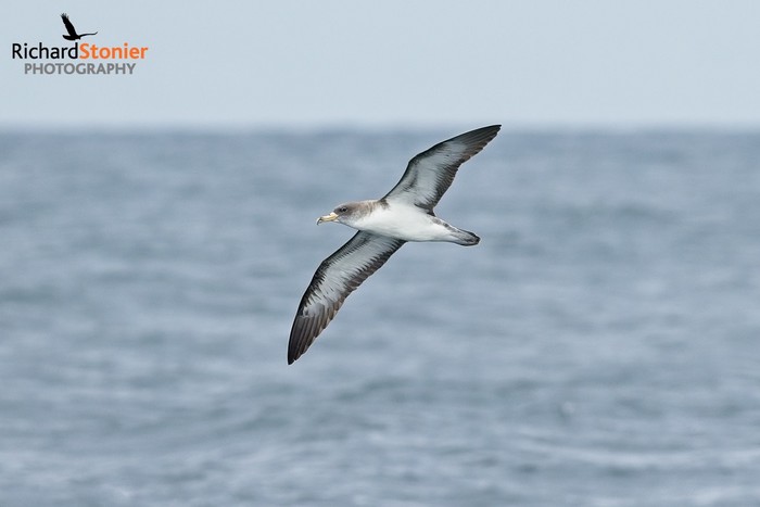 Cory's Shearwater